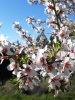 Almendros en flor en primavera